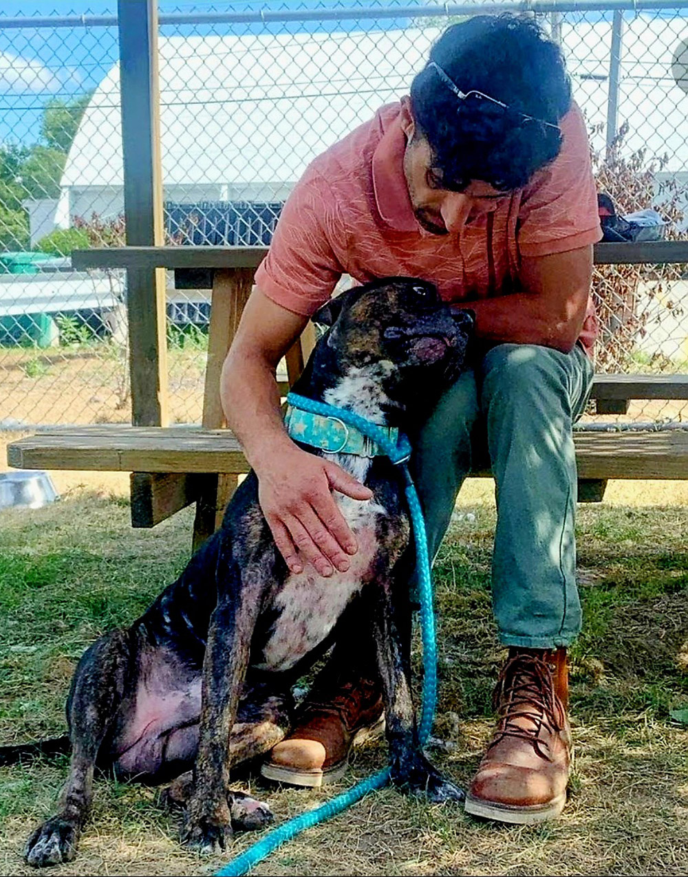 comforting shelter dogs comforting shelter dogs