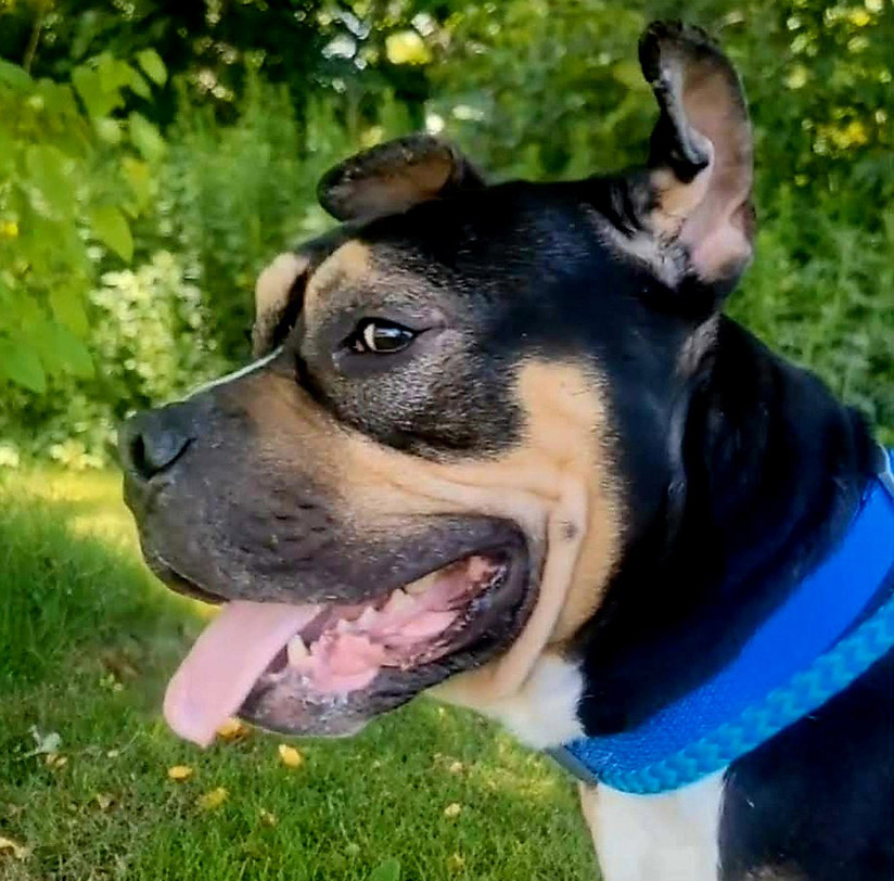 dog rescue ri dog rescue ri