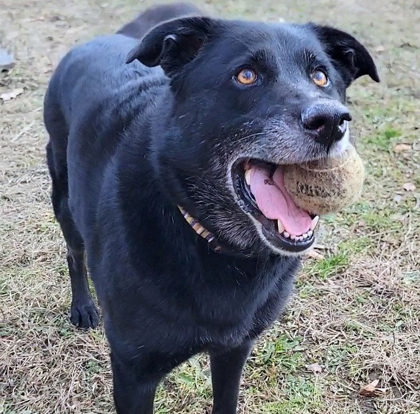 dog rescue ri dog rescue ri