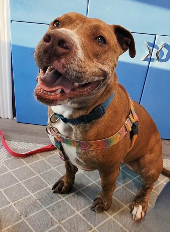 pup-rescue-lounge pup-rescue-lounge