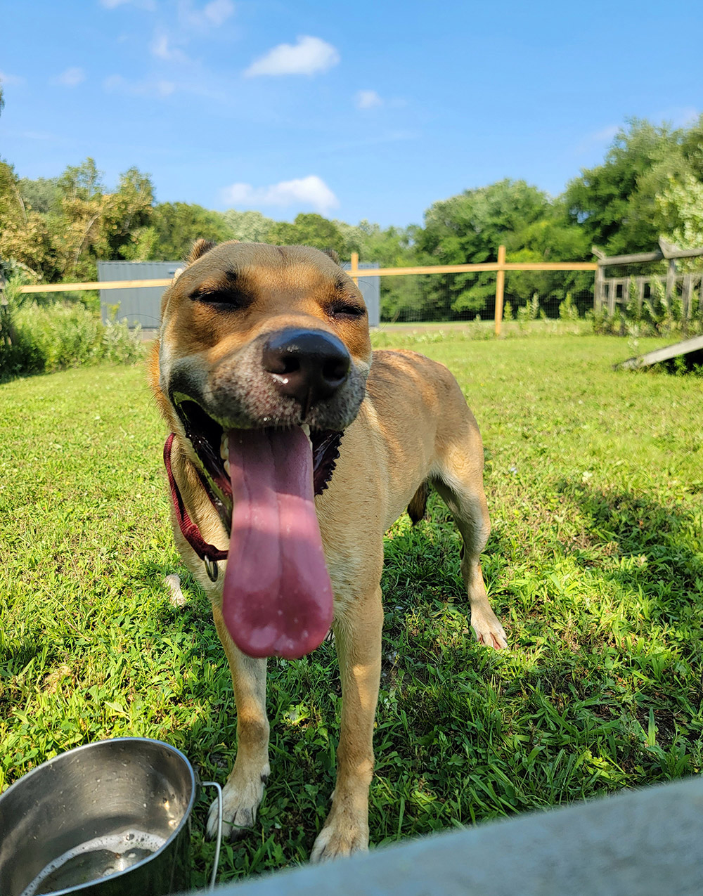 rescue lounge ri rescue lounge ri